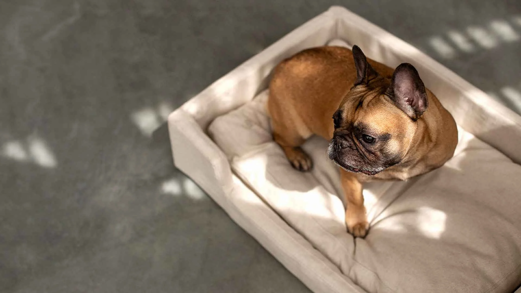 vilmers%2FPRODUCT_PHOTOS%2F1_SOFT_FURNITURE%2F1_8_PET_BEDS%2FINTERIOR_PHOTOS%2FPet_beds%2FPet_beds_%C2%A9Vilmers-2.webp